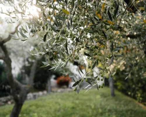 Olive-garden